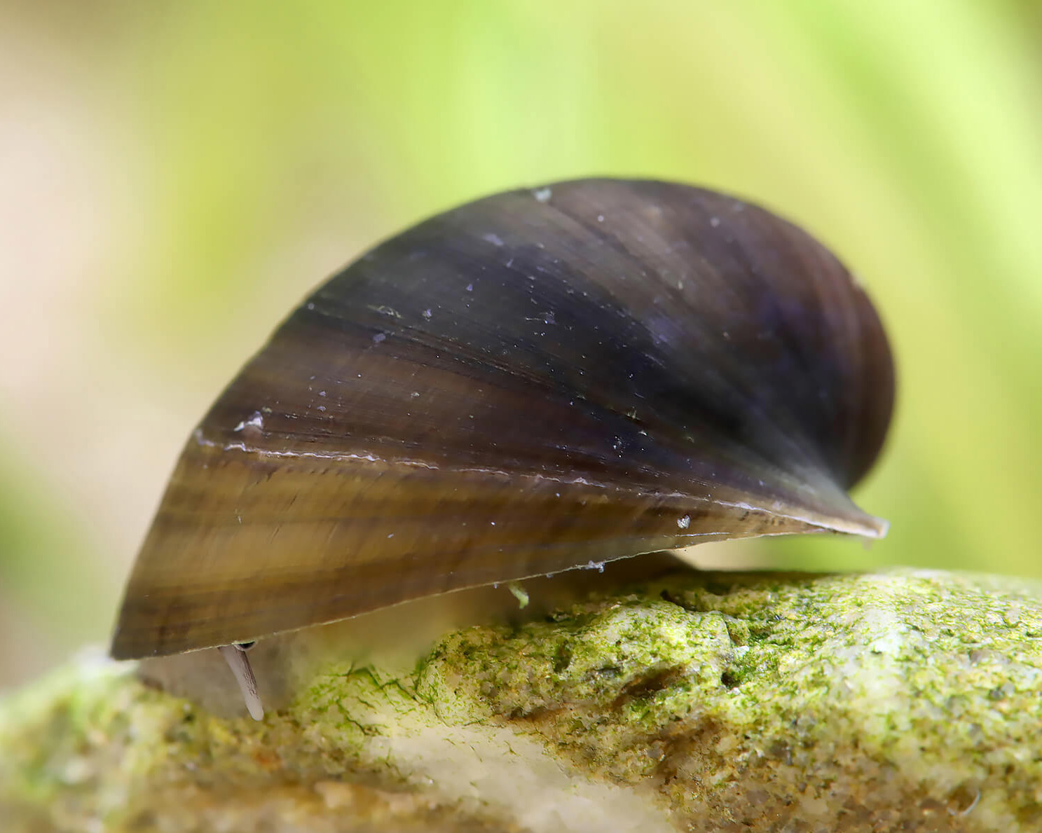 Batman Snail (Neritina taitensis)